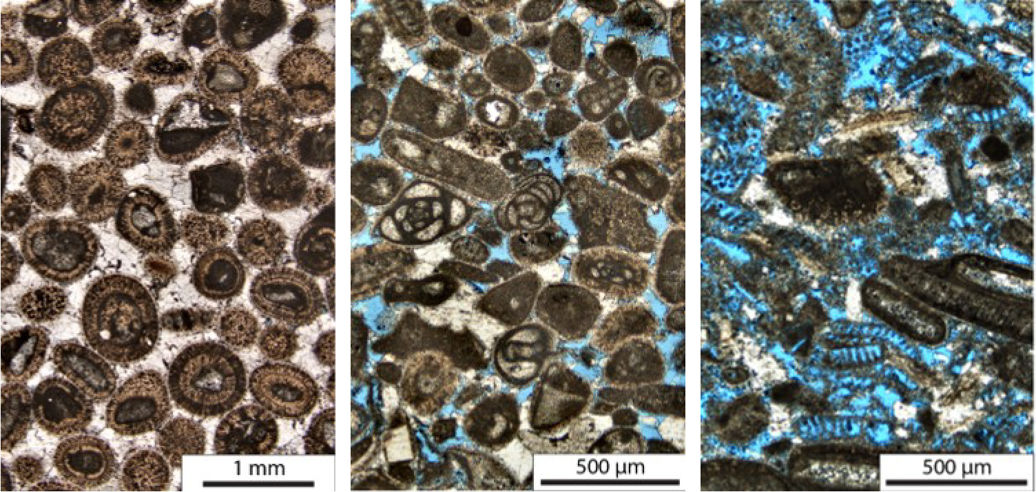 Photomigrographs of typical Pettet shoal facies